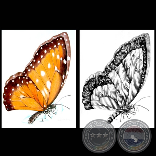 MARIPOSA - Dibujo de ANDREA PICCARDO